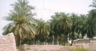 الأديب خليفة الوقيان يدعو إلى حماية الريف الكويتي ومحاضرة “الريف الكويتي، ذاكرة تتلاشى: الجهراء نموذجاً”